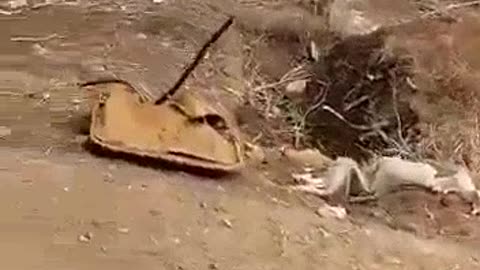 Two destroyed Ukrainian BMP-2s