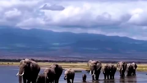 Elephant hanging out with their babies.