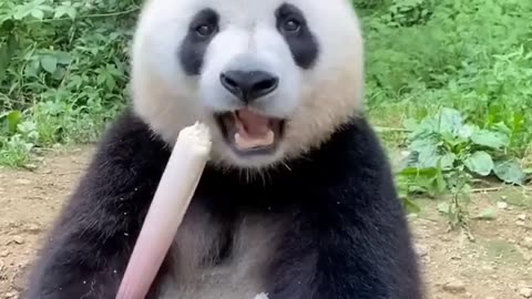Funny panda video dog rumble funny video