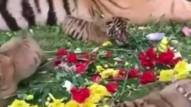 Wild animals zero distance from the tiger