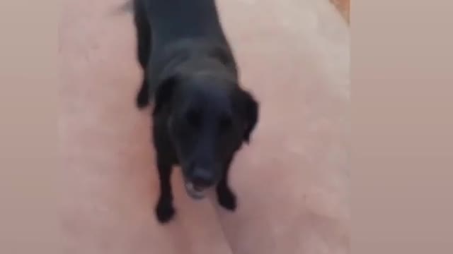 This dog is magnifc