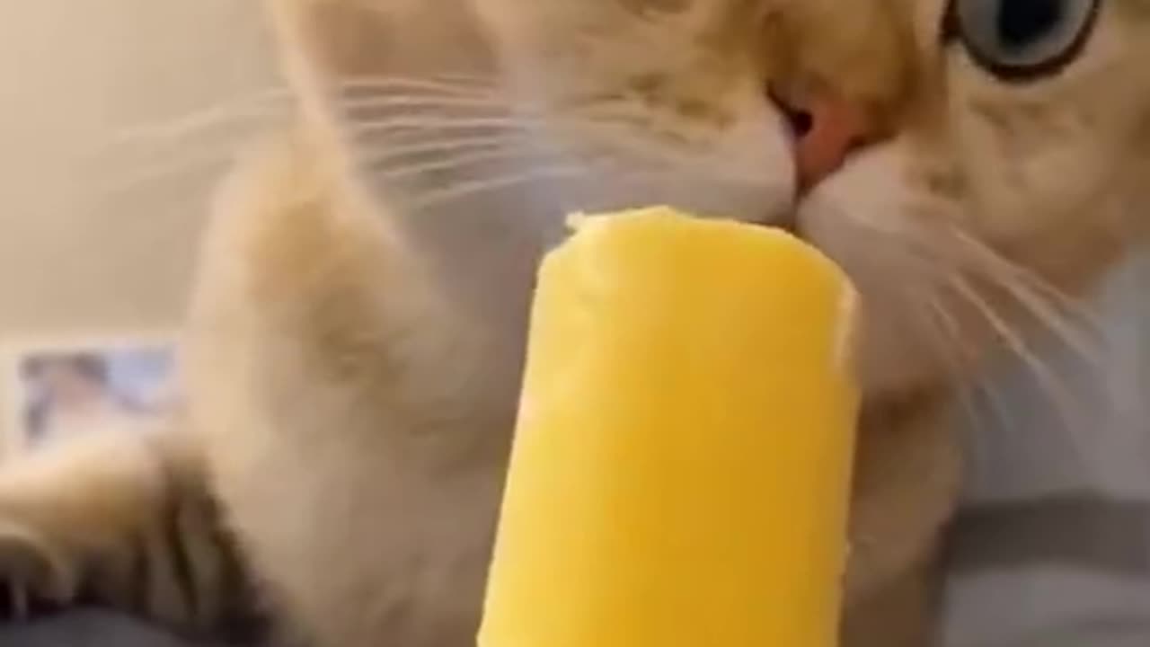 Cat Tasting Ice-cream For The First Time