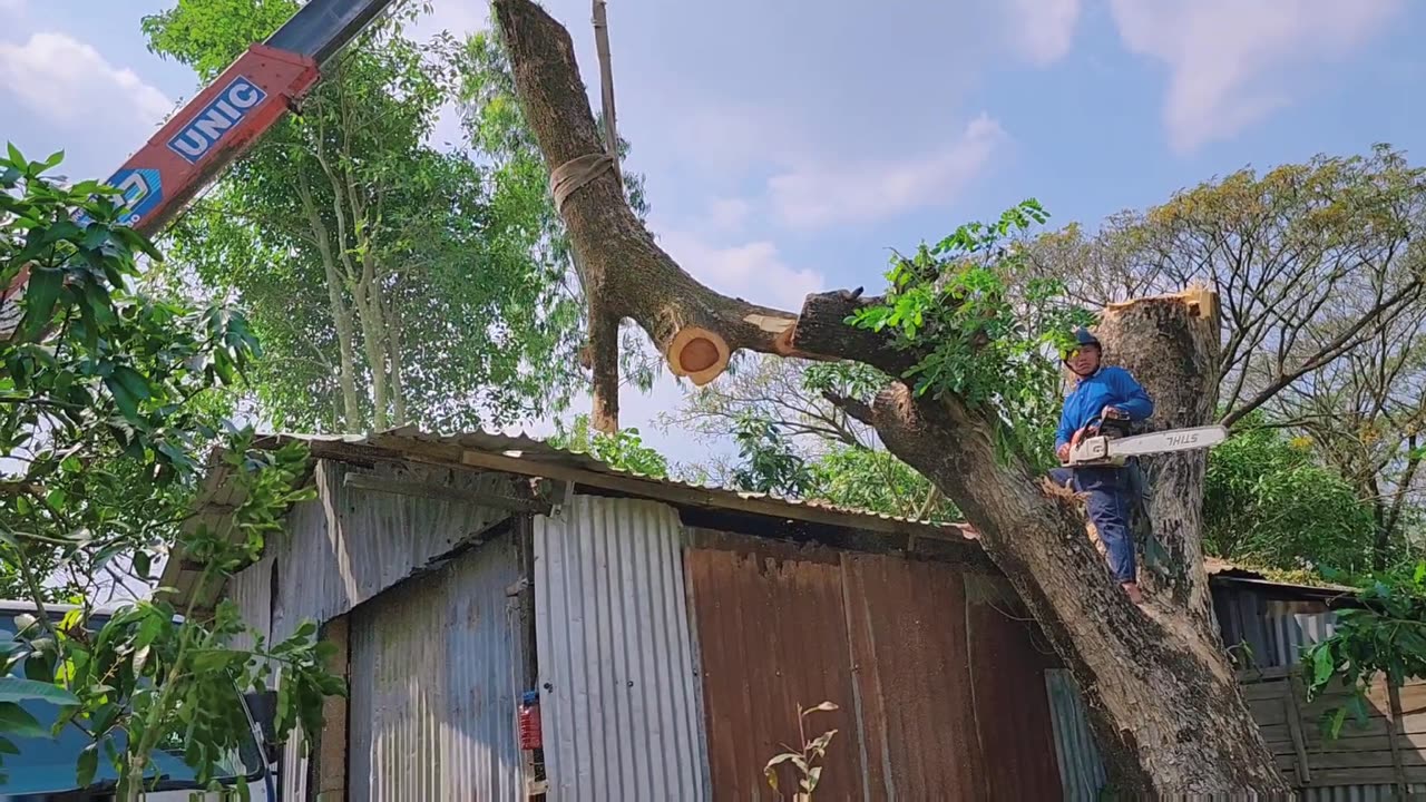 Lumber in Vietnam ( Cưa cây Việt Nam )