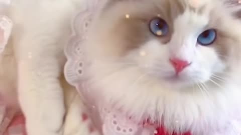 Aww cute cat video funny