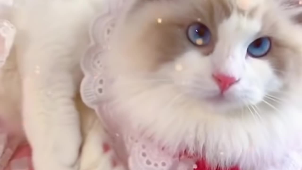 Aww cute cat video funny