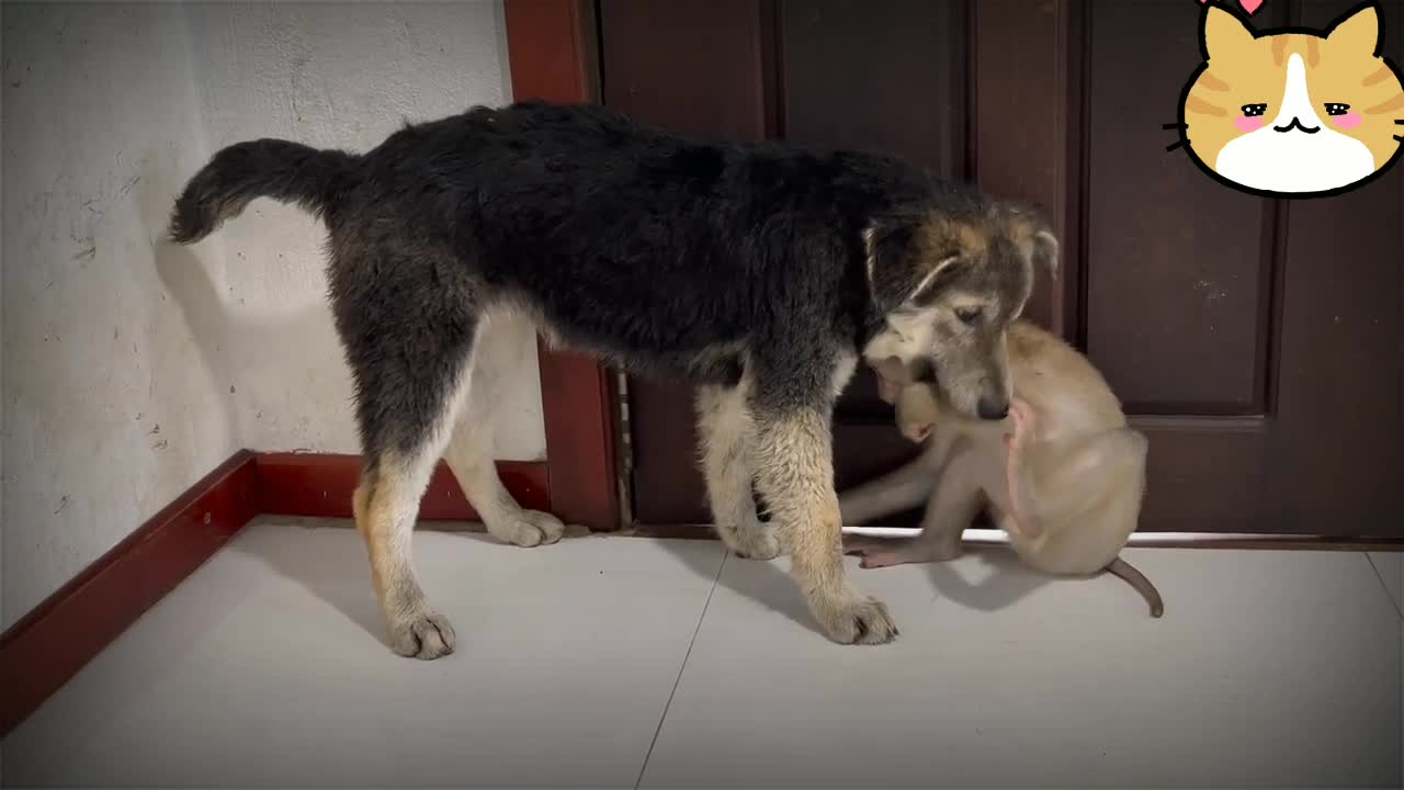 TERRIBLE MOMENT MONKEY PLAYING WITH DOG🐕‍🦺🙉