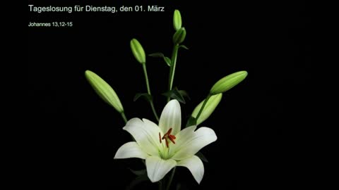 Tageslosung für Dienstag, den 01. März