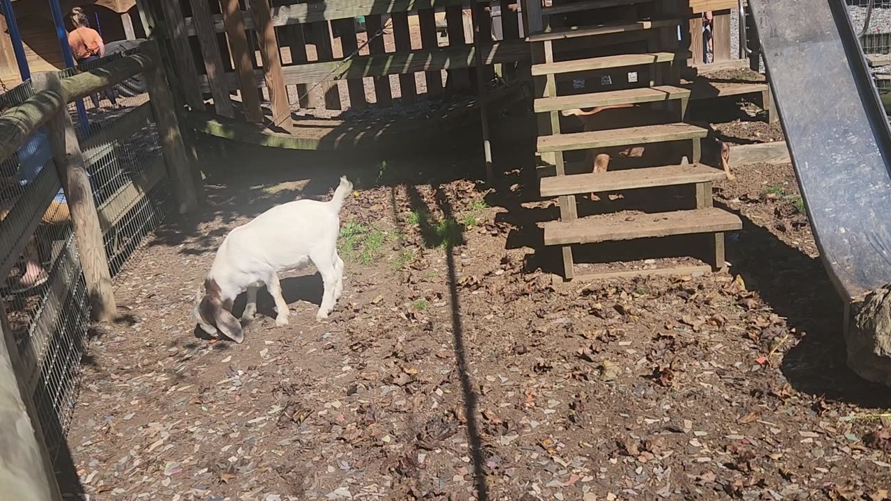 Oregon Dairy Petting Zoo, Lititz, Amish Country PA