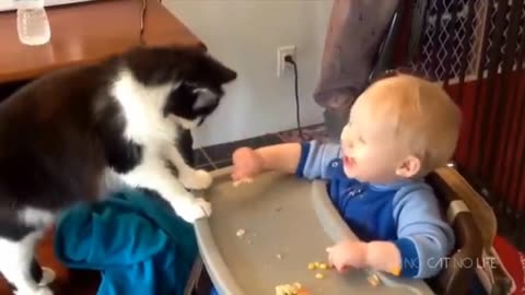 Funny Cat videos