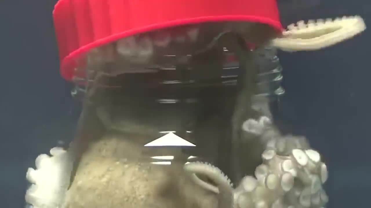 Animals Seeing Themselves For The First Time!