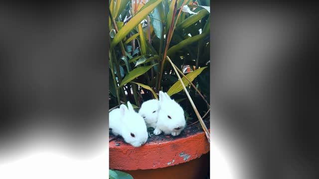 Cute Baby Rabbit Relaxing on a Pot