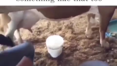 Funny boy milking cow😂😂😂