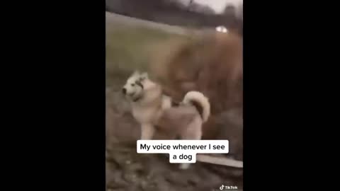 Funniest TikTok Dogs and Cats #52 - Try Not to Laugh with TikTok Animals 2024