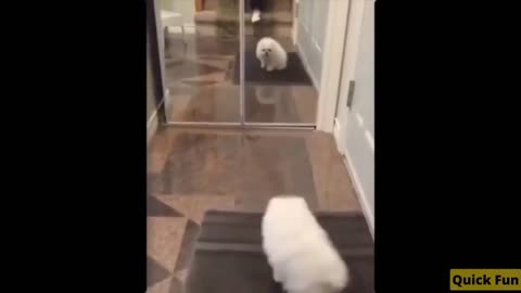 Dogs and Cats, Baby Pets Funny Videos