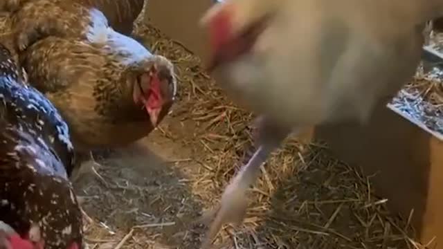 We're not mad, Mr. Featherby, we're just disappointed!!! 🤣💥🐓