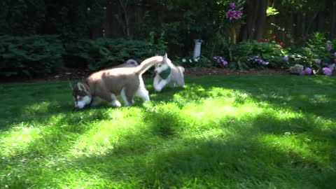 Attempting to bathe a litter of Husky puppies!