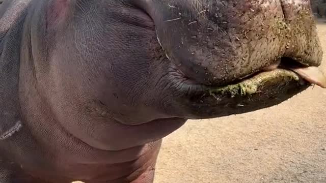 If you want to see the help of eating watermelon, praise