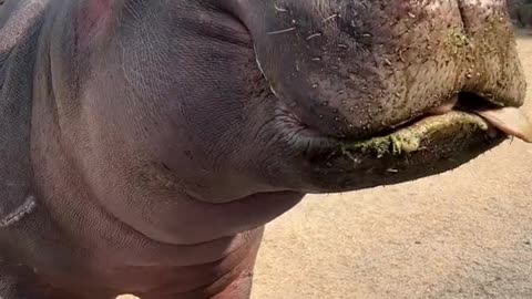 If you want to see the help of eating watermelon, praise