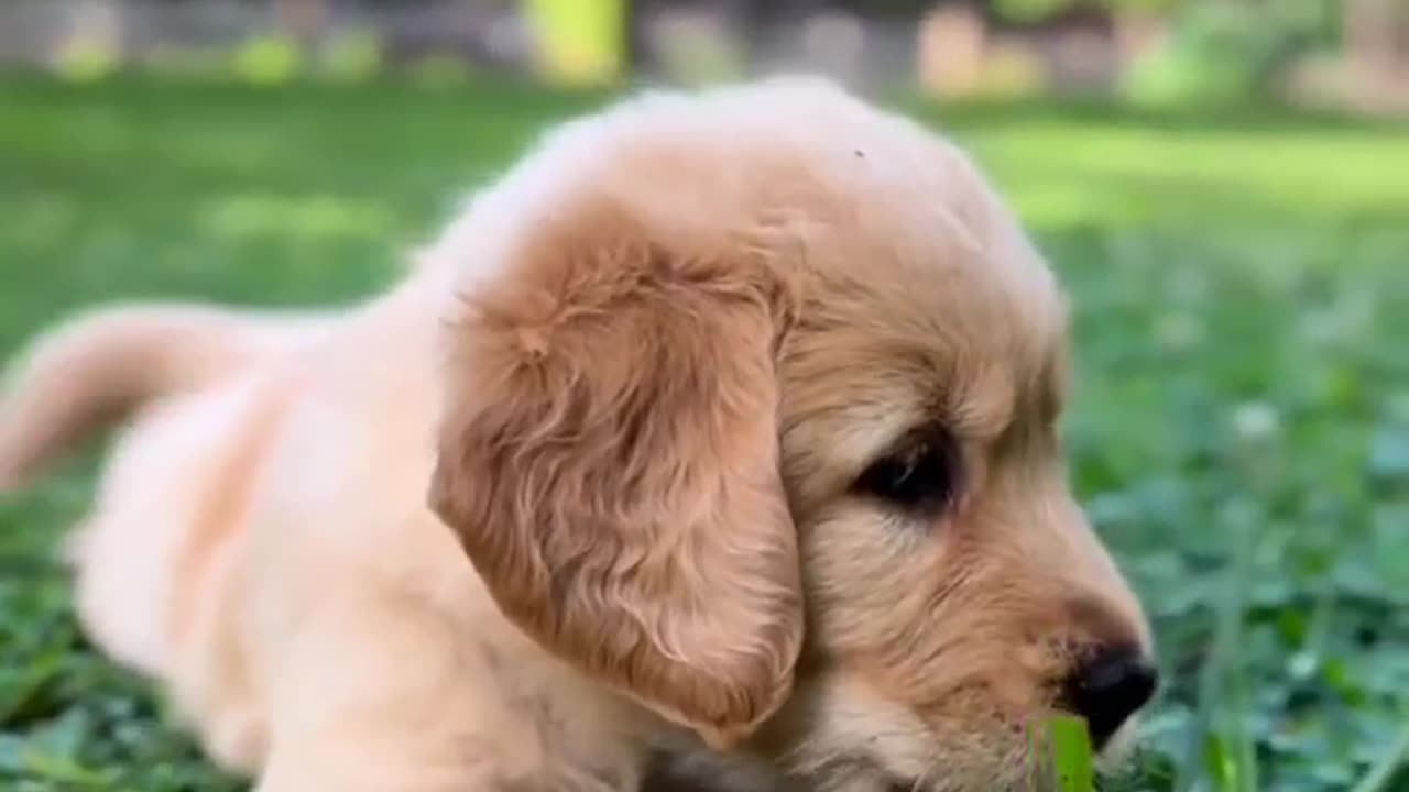 Cute puppy Dog