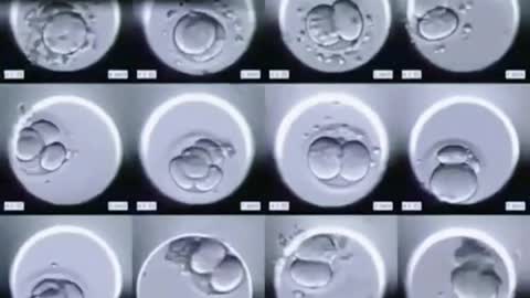 Why only 4 embryos were produced from 15 eggs