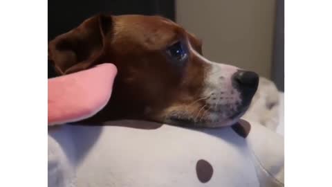 Cute and Funny dog video