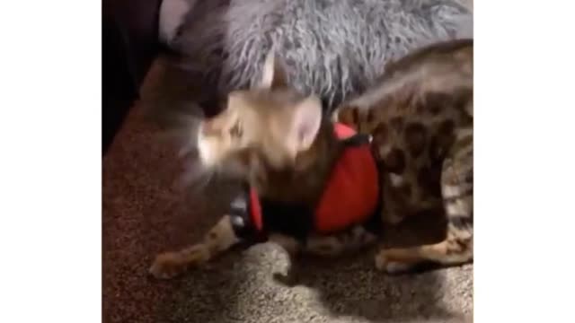 meet harley the bengal crack kitty