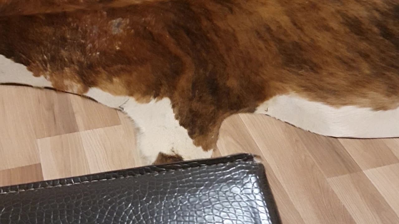 we are not afraid of the vacuum cleaner