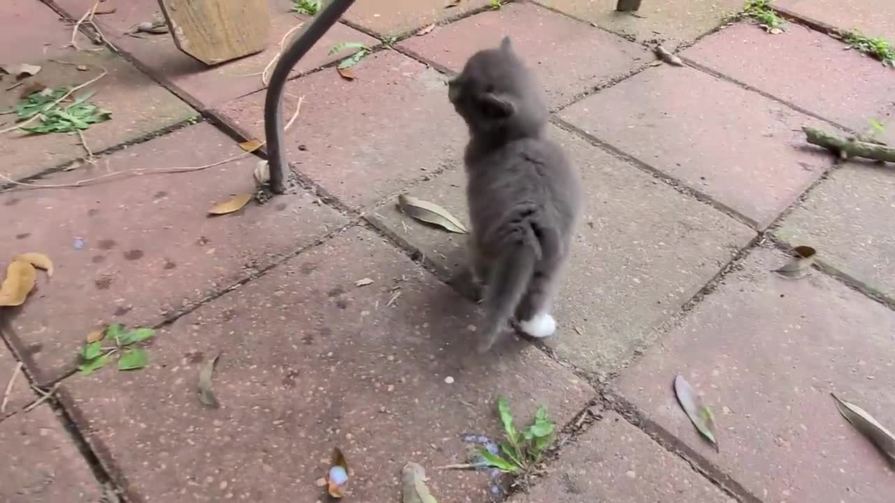 Stray kittens invaded my backyard 😀😃🙂