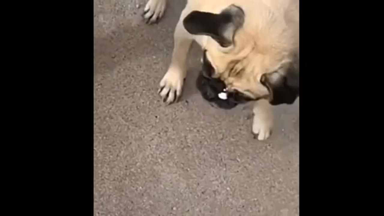 Another week of Funny Animals Compilation