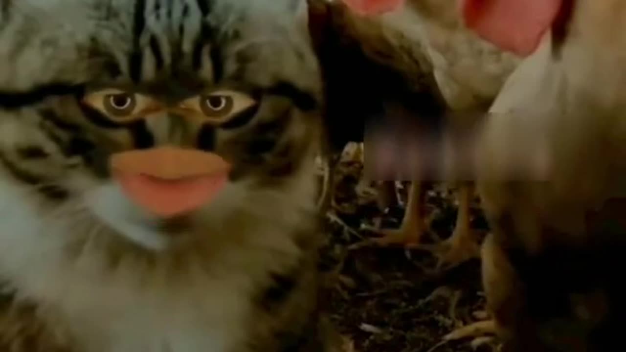 Bangad Billa murga farm me / fully video