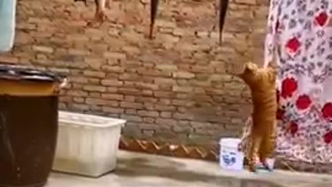 Funny video of Animal