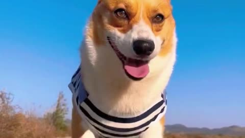 Corgi