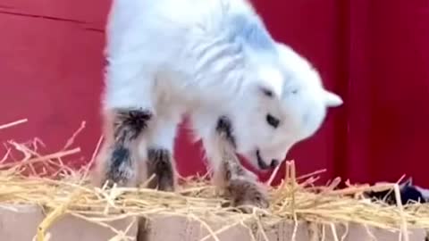 little baby so cute
