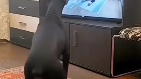 This dog is very smart