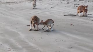 Wallaby Fight on the Beach of Cape Hillsborough