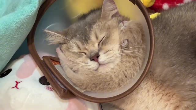 Big face cat is sleeping