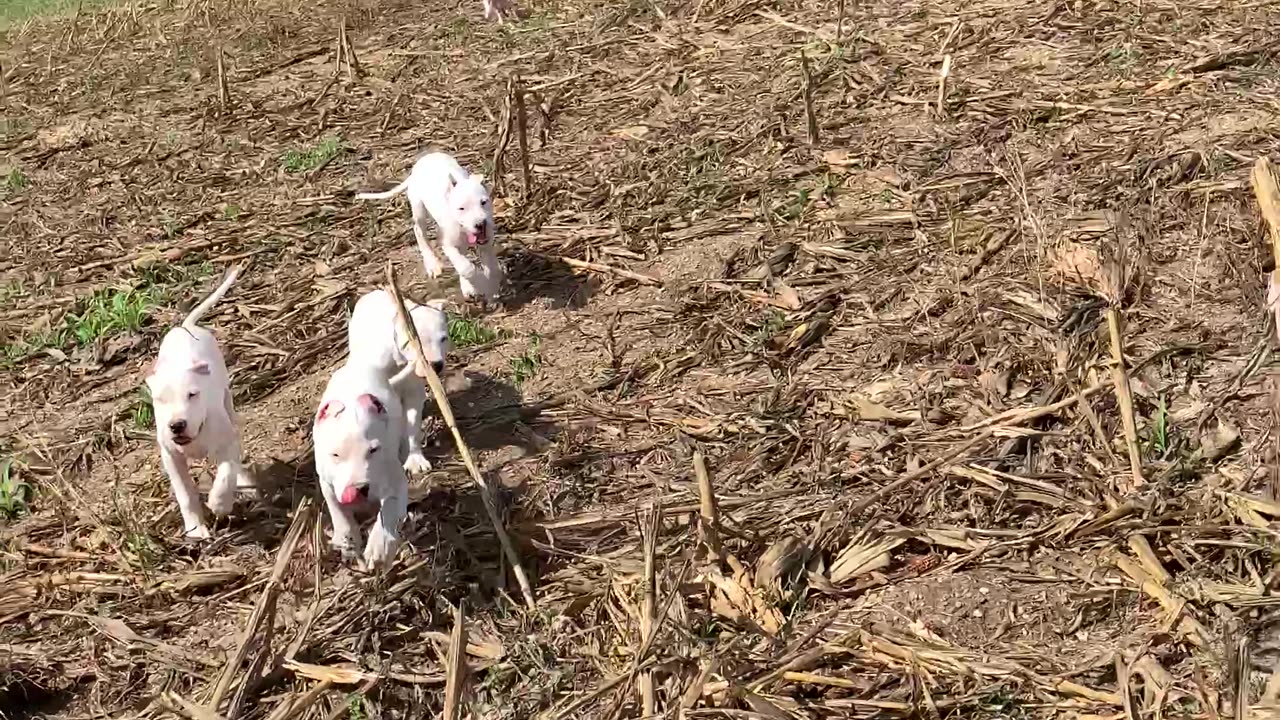 Dogo Argentino Puppies in the field