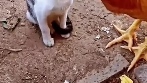 Cat vs Chicken: Watch what happens next and geat ready to laugh in 2023