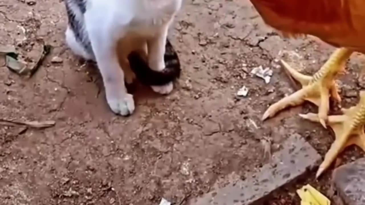 Cat vs Chicken: Watch what happens next and geat ready to laugh in 2023