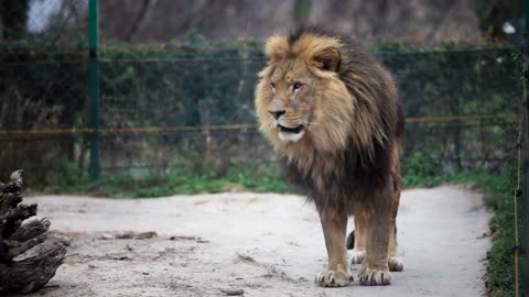 lions king of the jungle