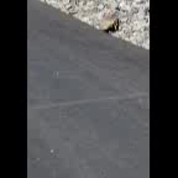 Tried to smoke with a Badger