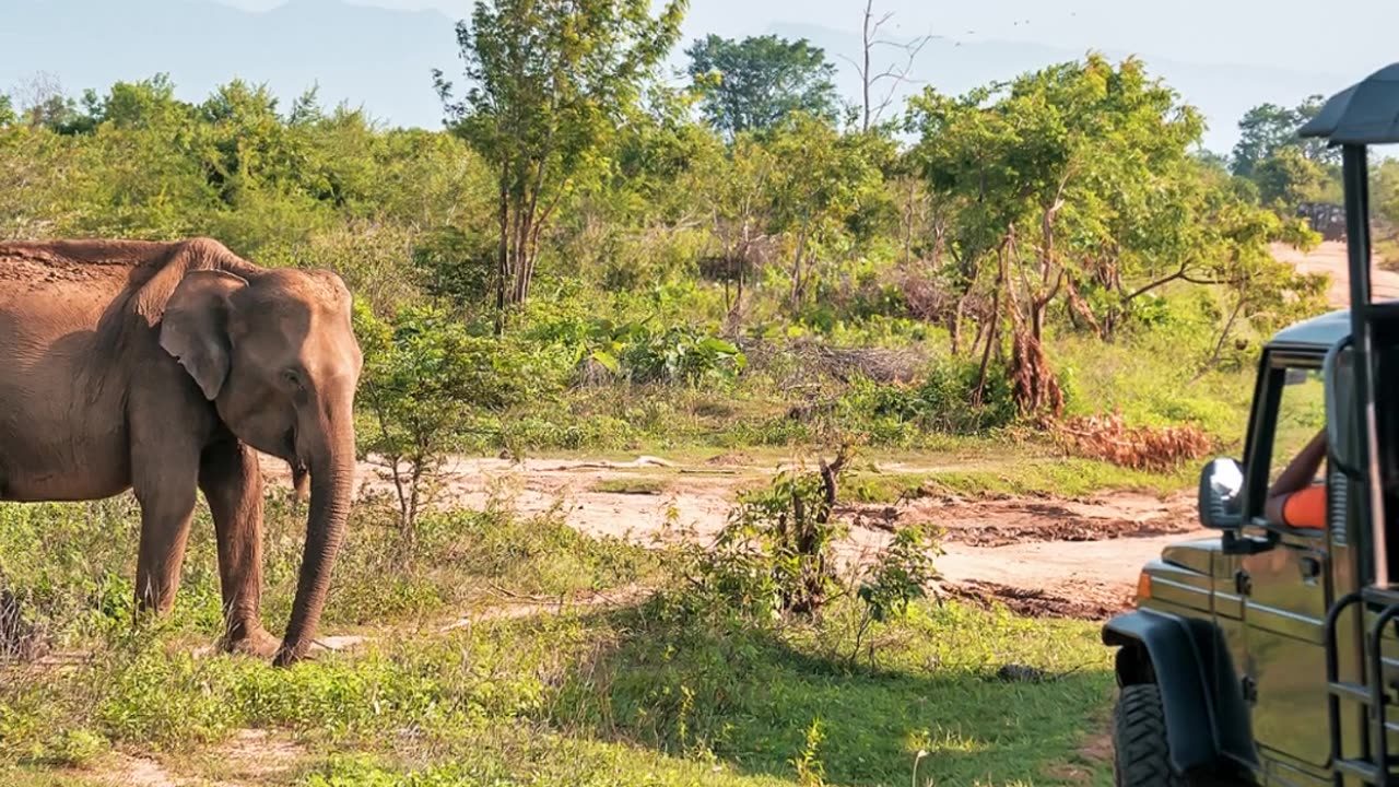 Why Do Elephants Never Forget?