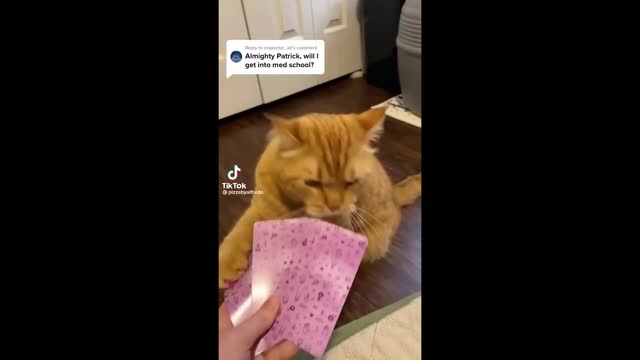 Funny Cats Compilation