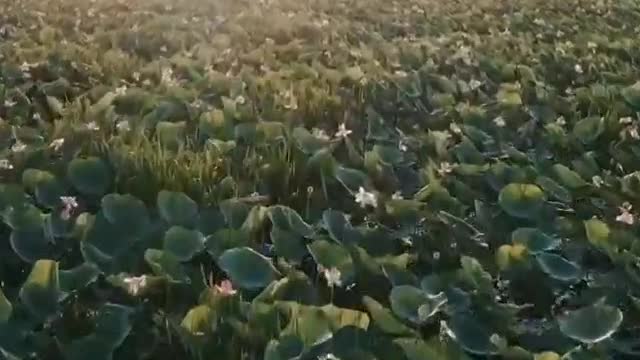Whole Landscape