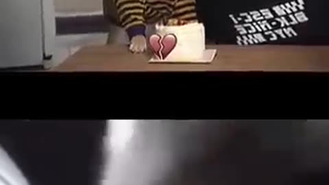 Funny dog video