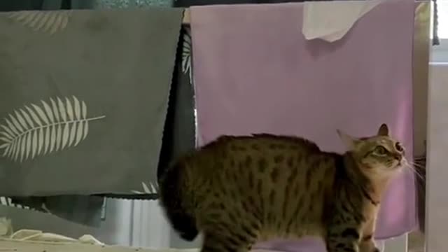 I love when my cat do this!