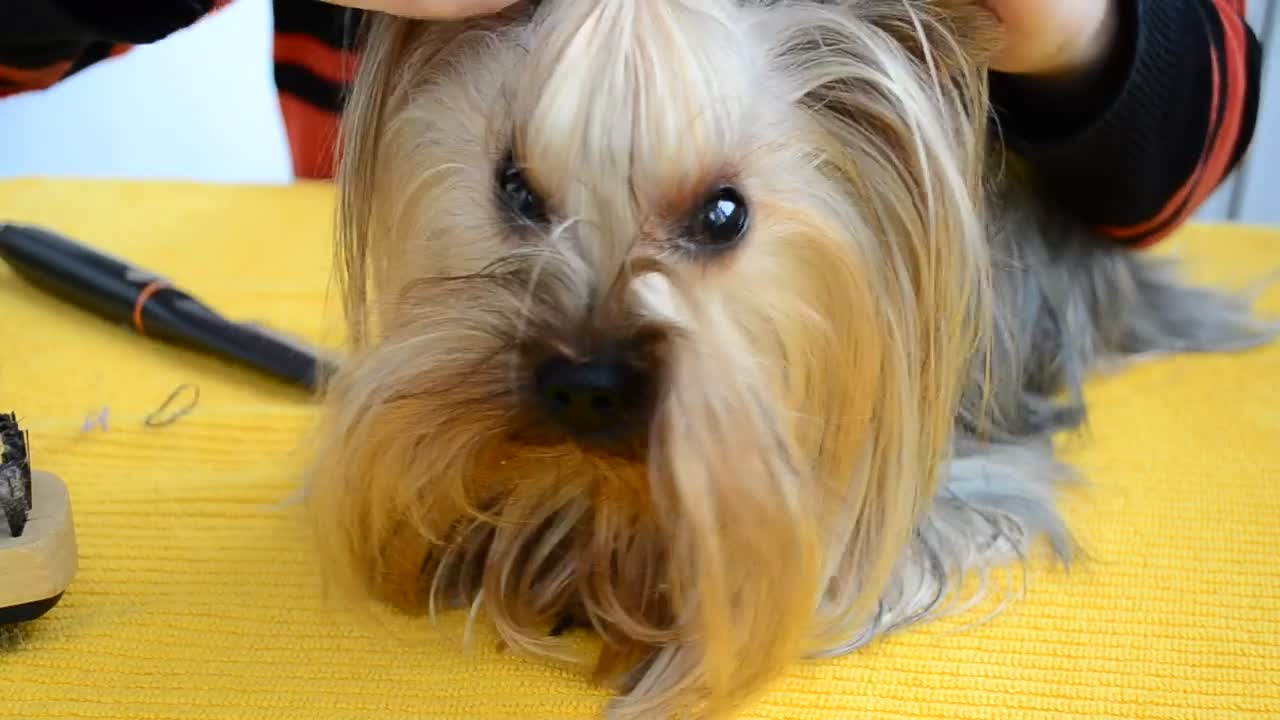 Cutty and Small Dog Getting Ready for Hair Cut