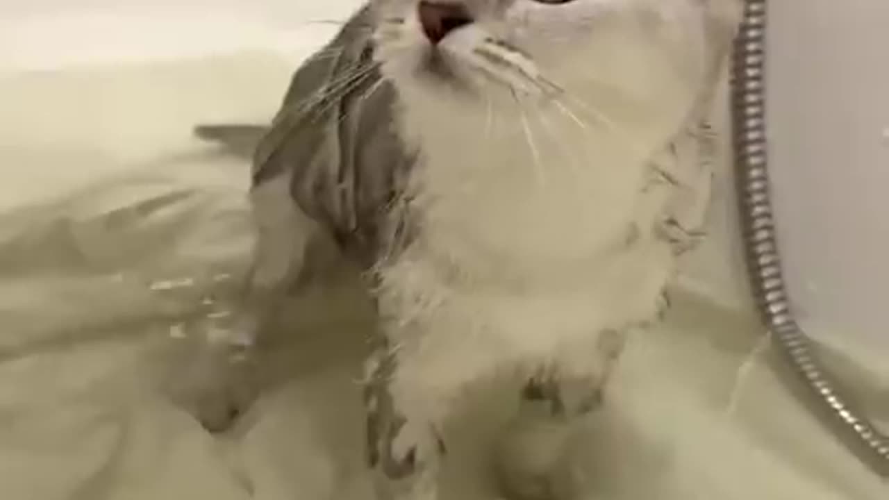 Cats Bathing