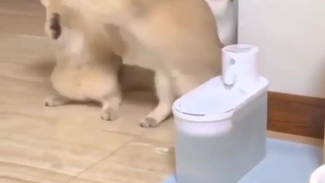 Cute cat