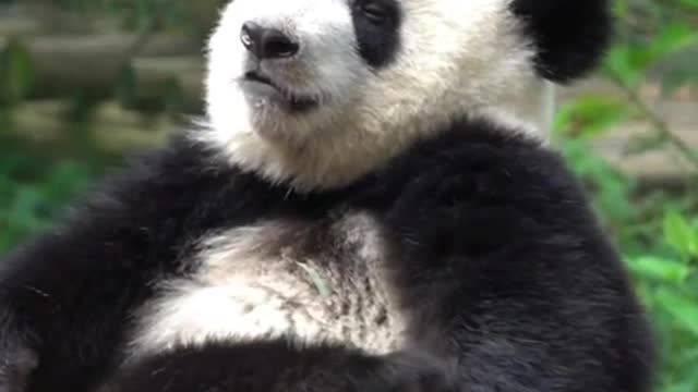 Lying tickling panda